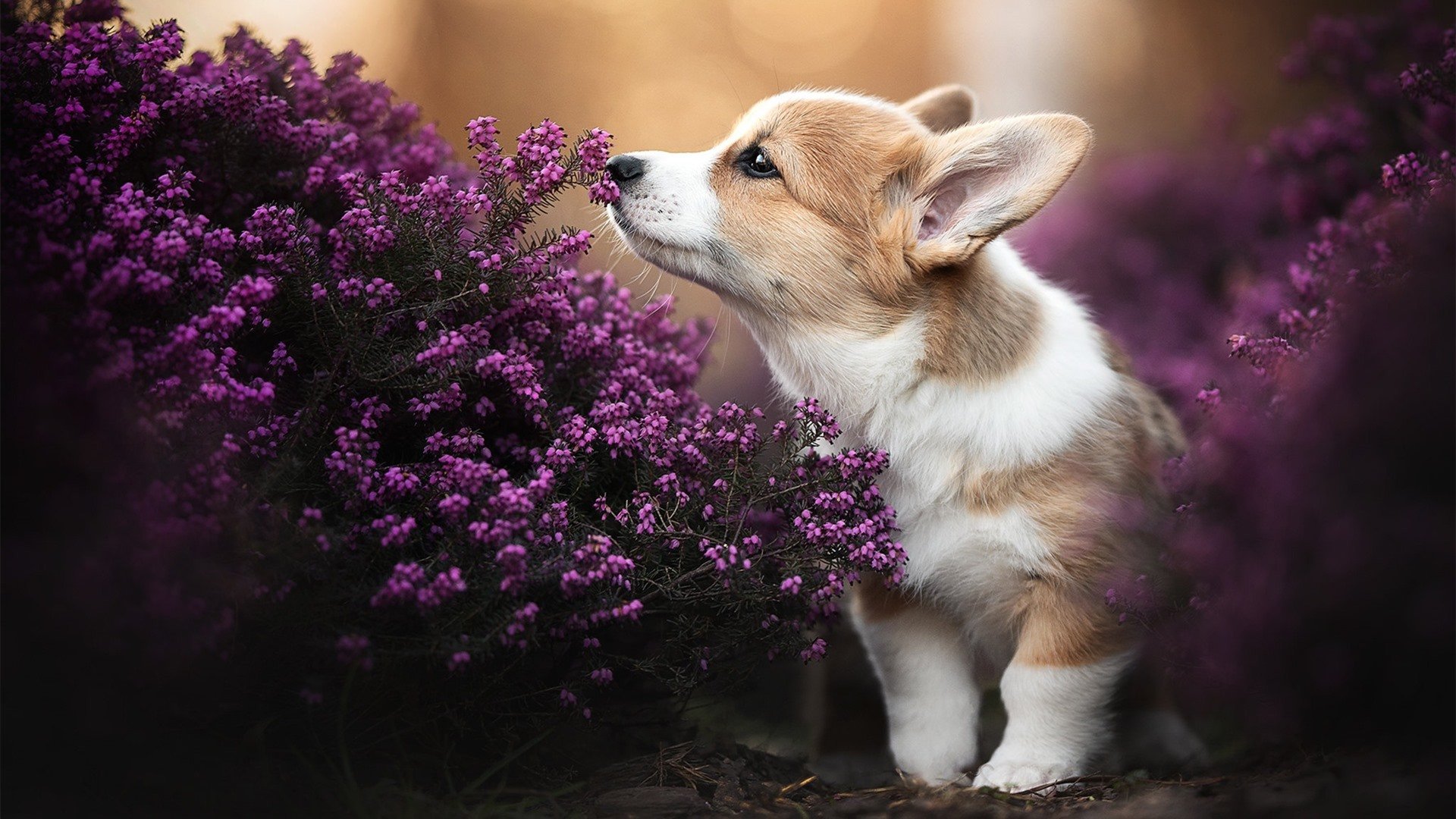 传统猎鹰飞行比赛，古老技艺焕发新光彩，猎鹰的飞行器