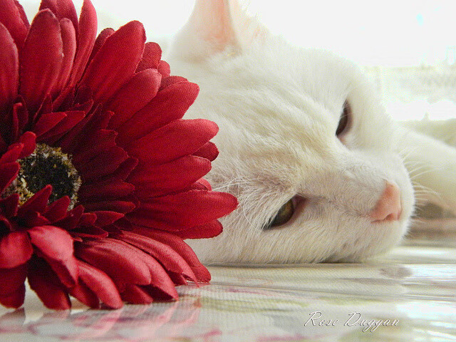 开云权威入口-新兴比赛项目：快节奏、多局制引领潮流，新兴竞技项目